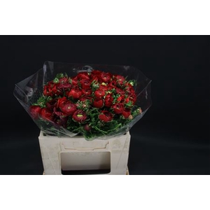 Ranonkel Extra Rood