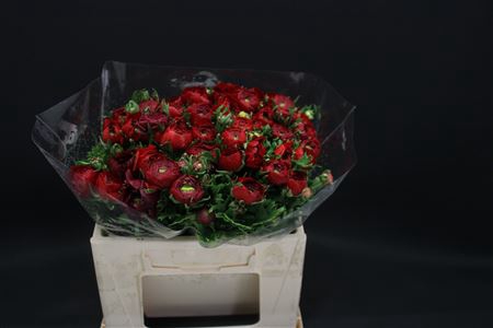 <h4>Ranonkel Extra Rood</h4>