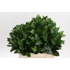 Ruscus Hypophyllum