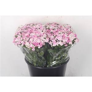 Di Barb Amazone Pink