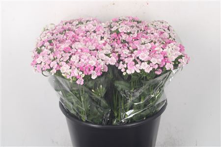 <h4>Di Barb Amazone Pink</h4>