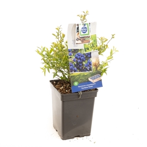 Vaccinium corymbosum Hortblue Petit Blauwe bes (pluk jul/aug & sep/okt)