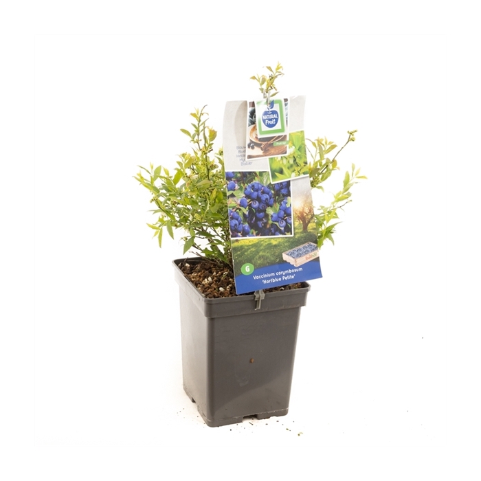 <h4>Vaccinium corymbosum Hortblue Petit Blauwe bes (pluk jul/aug & sep/okt)</h4>