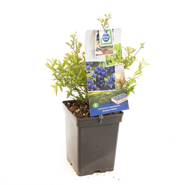 Vaccinium corymbosum Hortblue Petit Blauwe bes (pluk jul/aug & sep/okt)