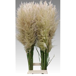 Cortaderia Vers P Stem