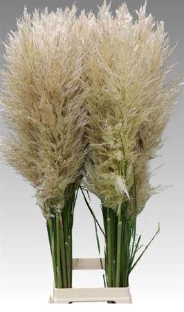 <h4>Cortaderia Vers P Stem</h4>