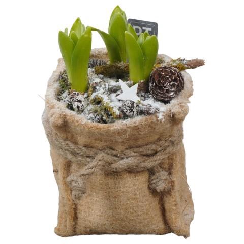 <h4>PTWH7731 Arrangement Winter Hyacint in jute zak</h4>