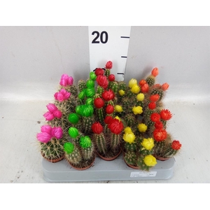 Cactus   ...decorated