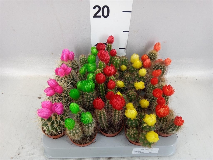 <h4>Cactus   ...decorated</h4>