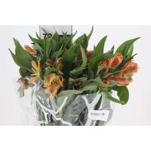 ALSTROEMERIA LARANJA LUCCA 070 IMPORTADA