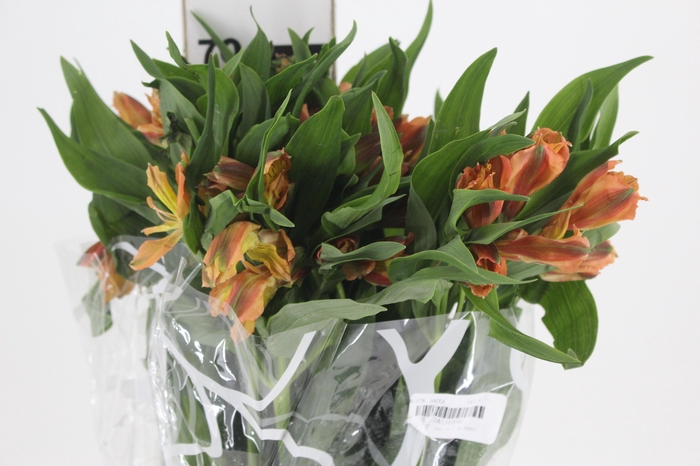 <h4>ALSTROEMERIA LARANJA LUCCA 070 IMPORTADA</h4>