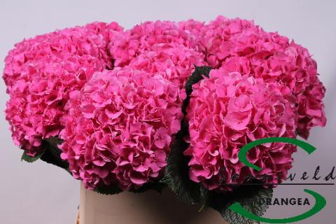 <h4>Hydrangea glowing alps</h4>