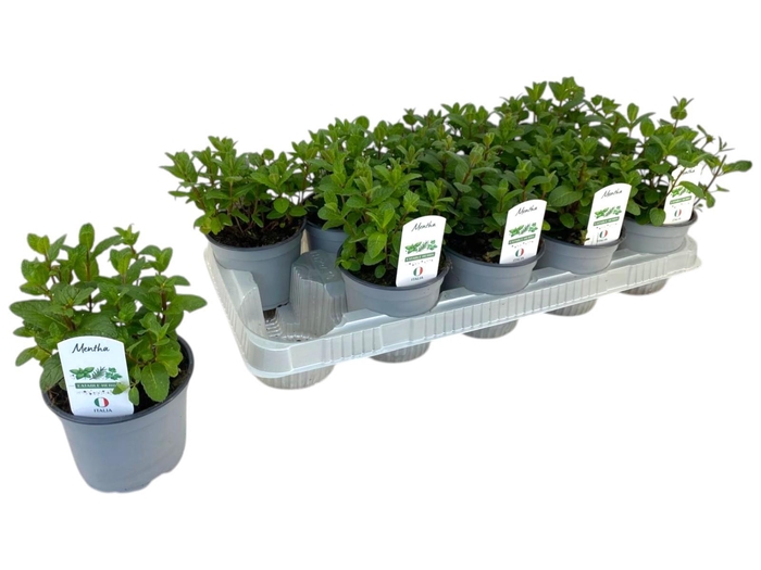 <h4>Mentha spicata P12</h4>
