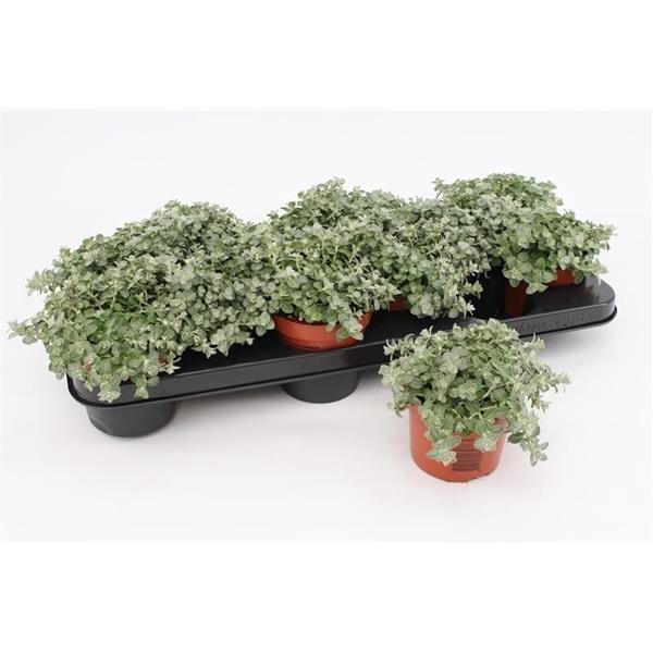 <h4>Helichrysum microphyllum 'Silver Mist'</h4>