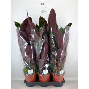 Calathea warscewiczii