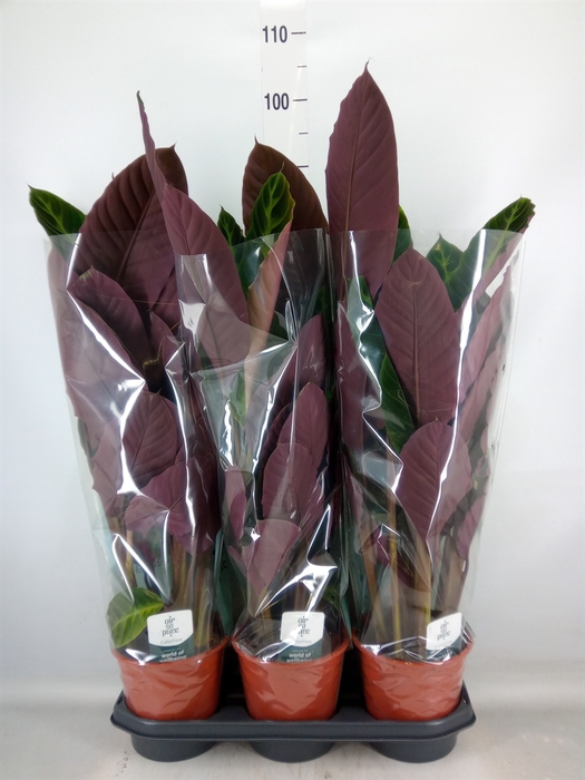 <h4>Calathea warscewiczii</h4>