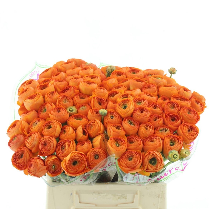 <h4>Ran Su Sr Lambada Orange</h4>