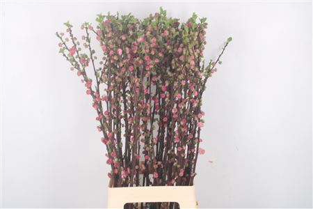 <h4>Prunus Triloba Rose</h4>