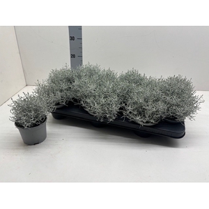 LEUCOPH BROWNII