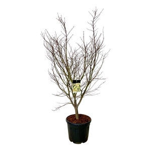 Acer pal. 'Osakazuki'