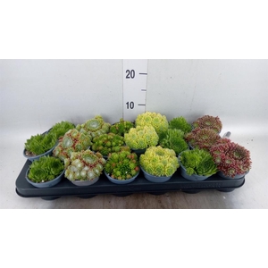 Sempervivum   ...mix