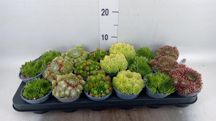 <h4>Sempervivum   ...mix</h4>