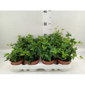 Hedera helix 'Shamrock'