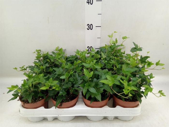 <h4>Hedera helix 'Shamrock'</h4>