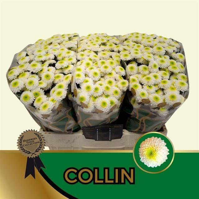 <h4>CHR S COLLIN</h4>