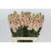 Matthiola Iron Apricot