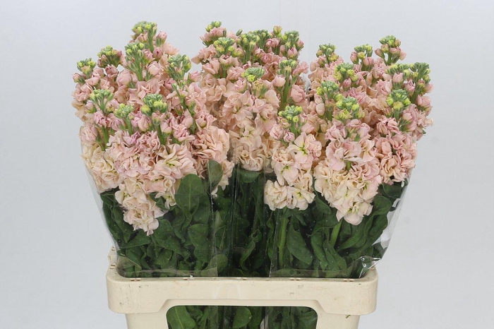 Matthiola Iron Apricot