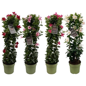 Mandevilla Sundaville mélangé