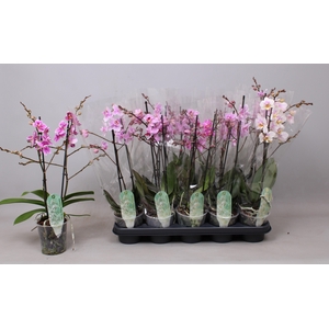 PHAL MF GEM 6 KL