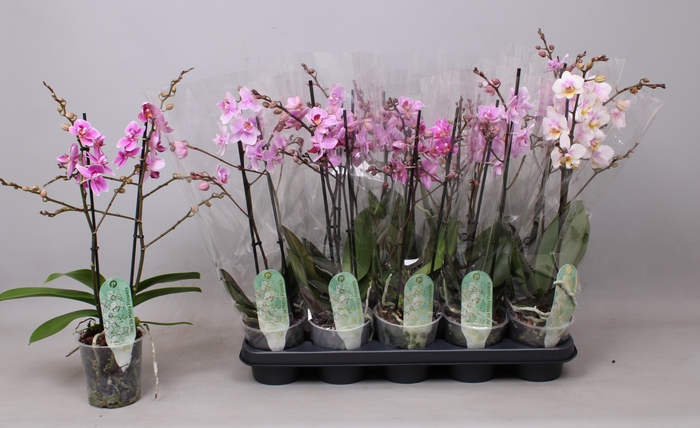 <h4>PHAL MF GEM 6 KL</h4>