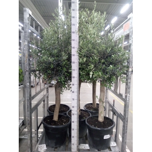 Olea europaea