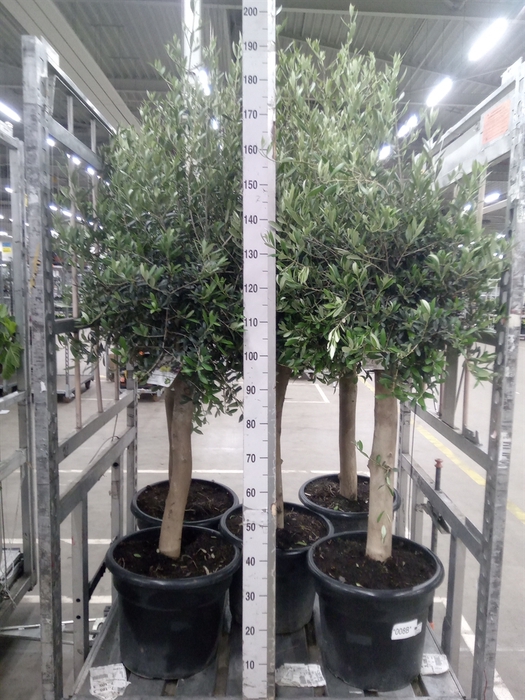<h4>Olea europaea</h4>