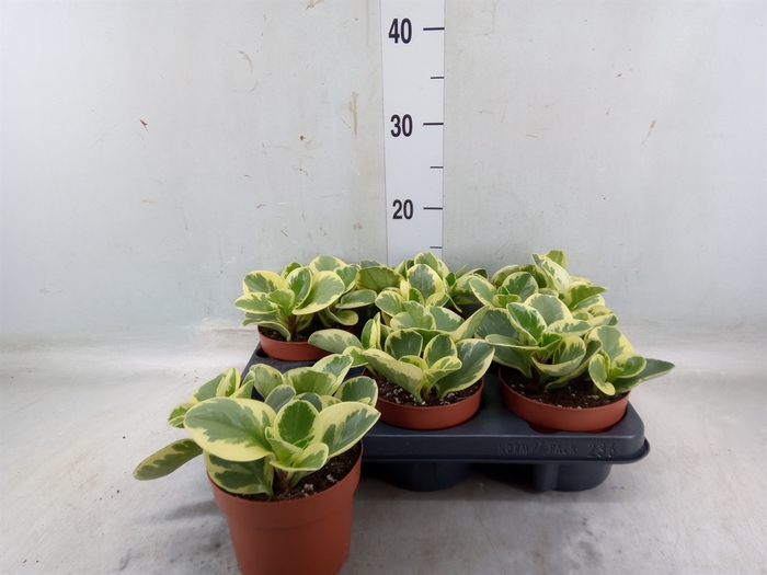 <h4>Peperomia obt. 'Variegata'</h4>