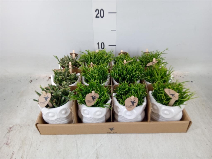 <h4>Rhipsalis ...mix</h4>