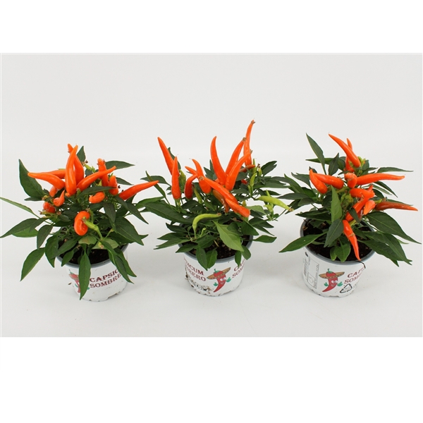 <h4>Capsicum Sombrero Hup Hup</h4>