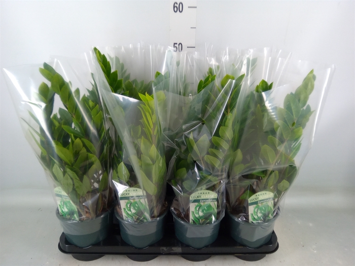 <h4>Zamioculcas zamiifolia</h4>