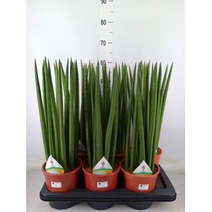 Sansevieria cyl.  ...