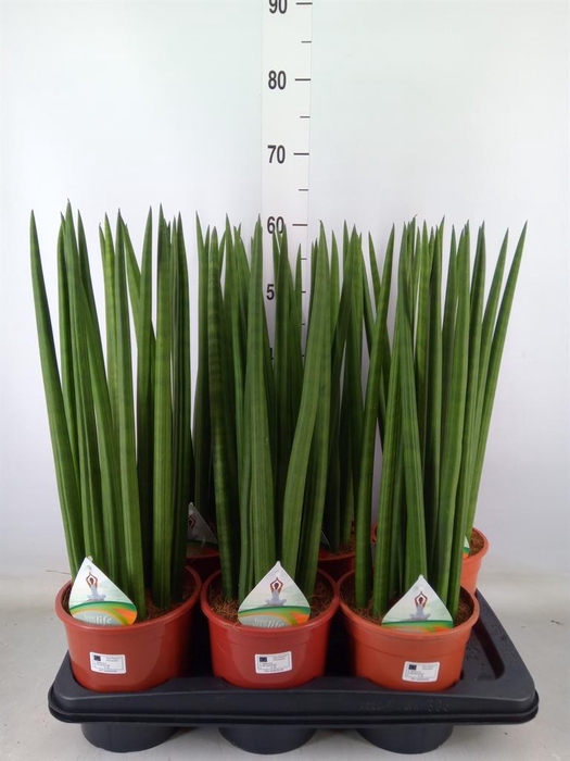 <h4>Sansevieria cyl.  ...</h4>