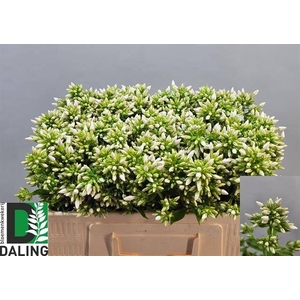 Phlox P Icecap