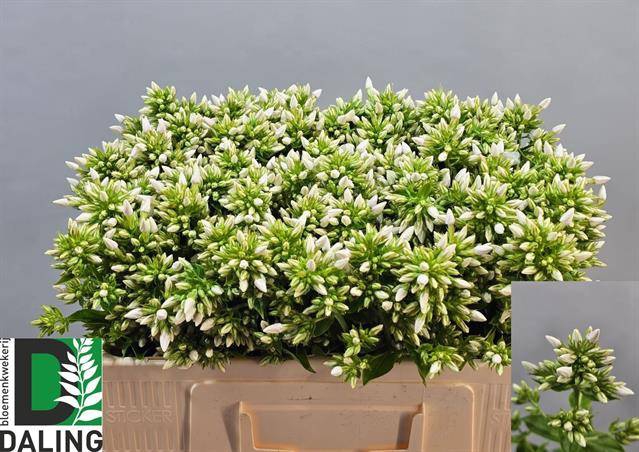 <h4>Phlox P Icecap</h4>