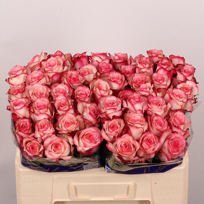 <h4>R GR PALOMA</h4>