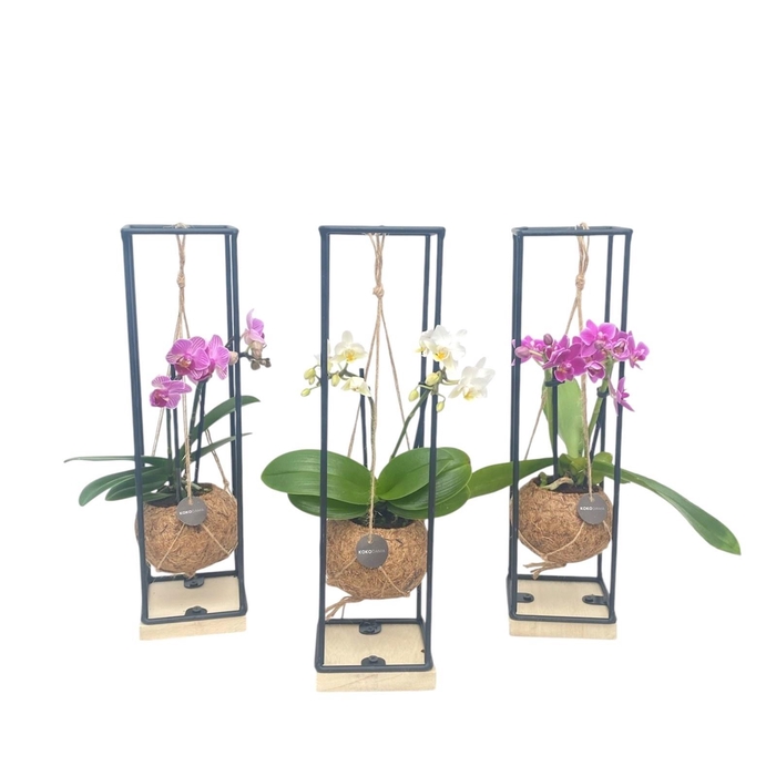 <h4>ARR ORCHIDEE</h4>