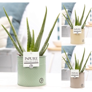 Aloe Vera in P&PURE zinc Louise 4 ass. 3