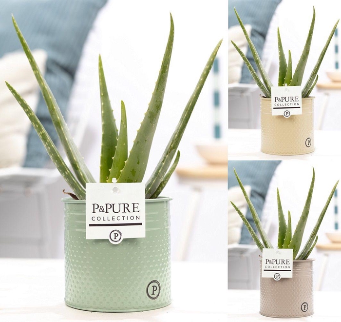 <h4>Aloe Vera in P&PURE zinc Louise 4 ass. 3</h4>