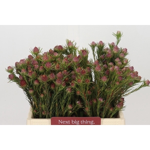 LEUCAD JUBILEE CROWN