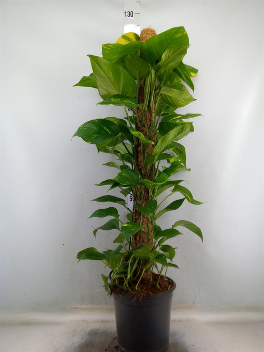 <h4>Epipremnum pinn.   ...moss stick</h4>